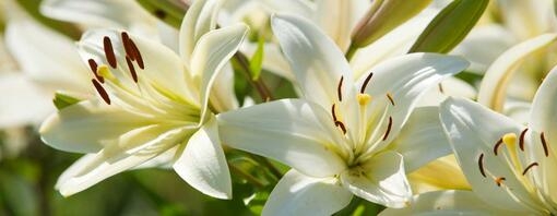 Are Lilies Poisonous to Dogs? Find out now! | Purina